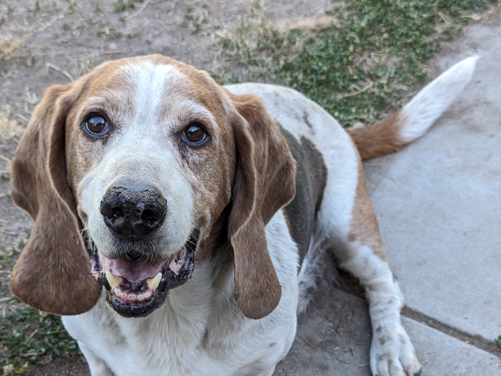 Kody, an adoptable Basset Hound in Salt Lake City, UT, 84108 | Photo Image 1