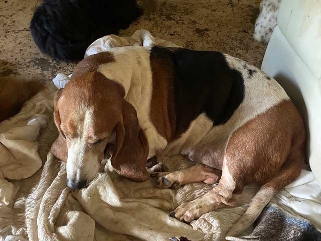 Kody, an adoptable Basset Hound in Salt Lake City, UT, 84108 | Photo Image 2