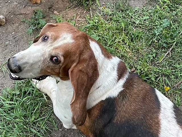 Kody, an adoptable Basset Hound in Salt Lake City, UT, 84108 | Photo Image 3