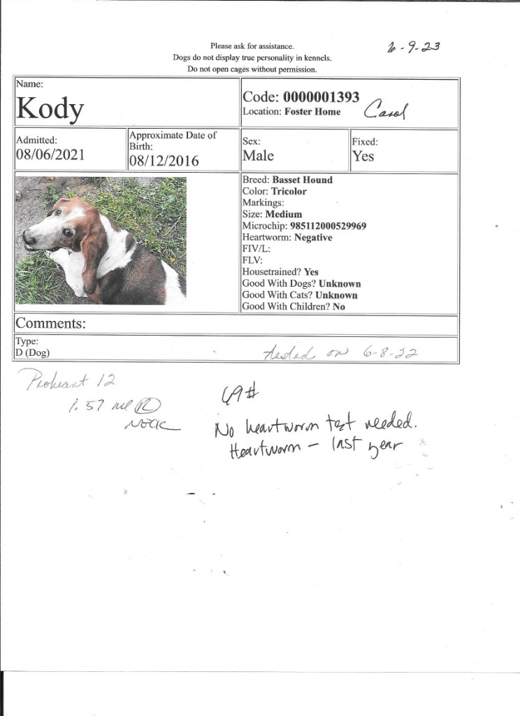 Kody, an adoptable Basset Hound in Salt Lake City, UT, 84108 | Photo Image 5