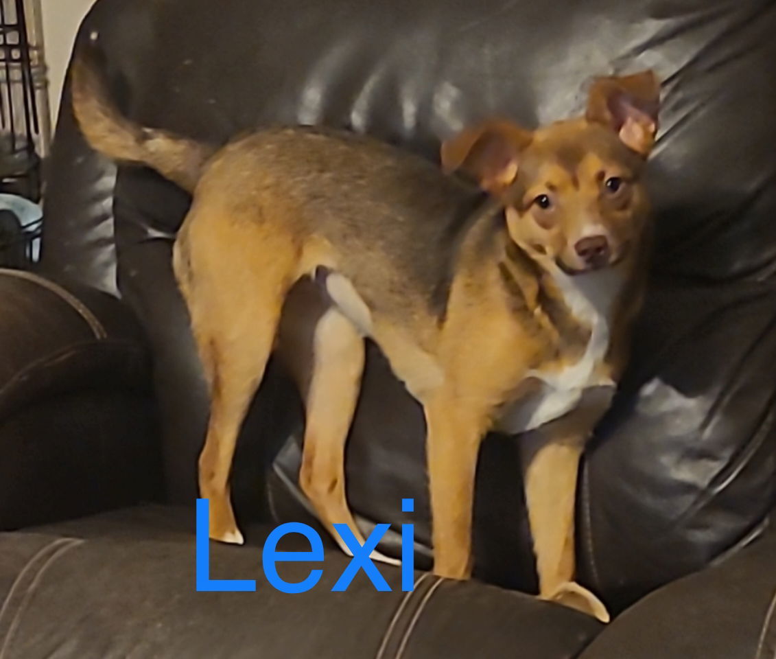 Lexi, an adoptable Mixed Breed in Topeka, KS, 66614 | Photo Image 1