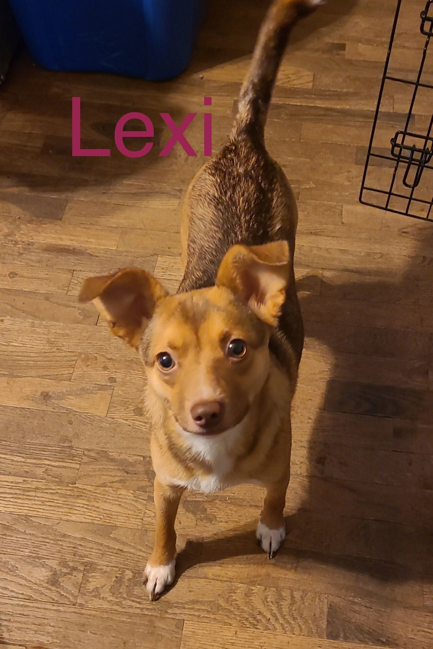 Lexi, an adoptable Mixed Breed in Topeka, KS, 66614 | Photo Image 2