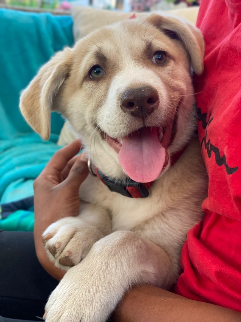 Yellow lab mix store puppies