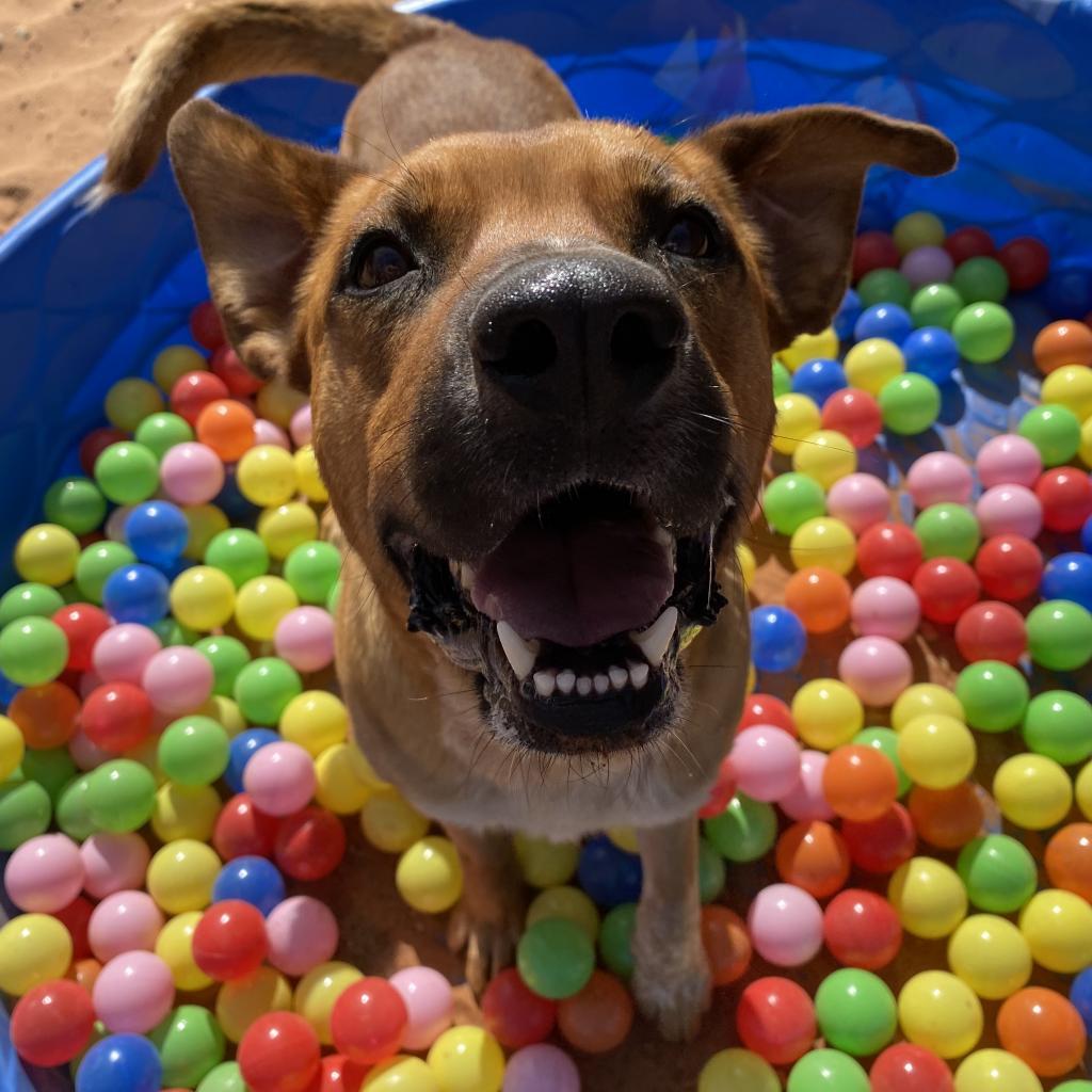 Freedom, an adoptable Labrador Retriever in Kanab, UT, 84741 | Photo Image 1