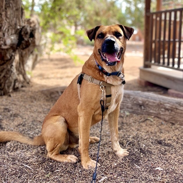 Freedom, an adoptable Labrador Retriever in Kanab, UT, 84741 | Photo Image 1