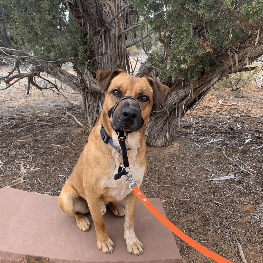Freedom, an adoptable Labrador Retriever in Kanab, UT, 84741 | Photo Image 2