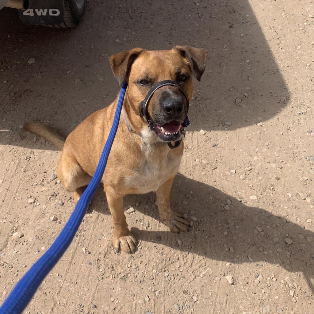 Freedom, an adoptable Labrador Retriever in Kanab, UT, 84741 | Photo Image 3