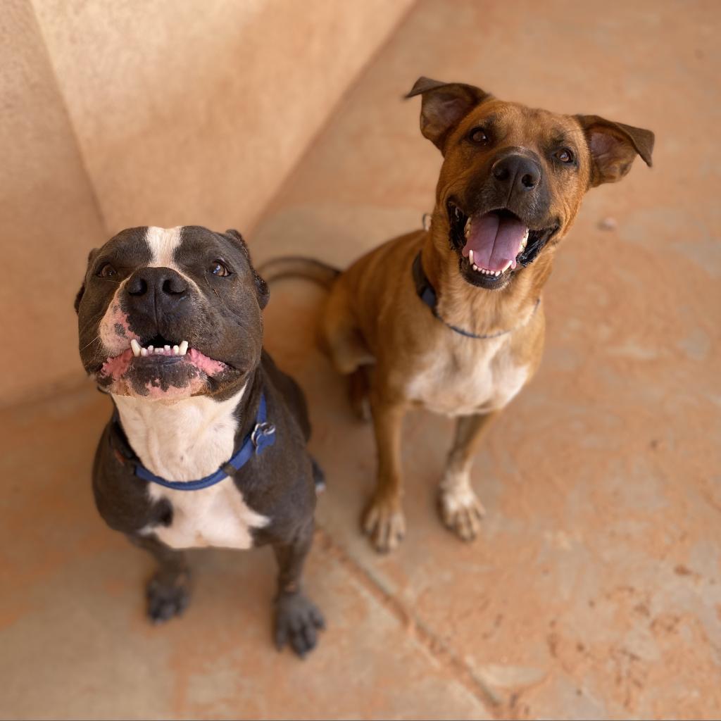 Freedom, an adoptable Labrador Retriever in Kanab, UT, 84741 | Photo Image 3