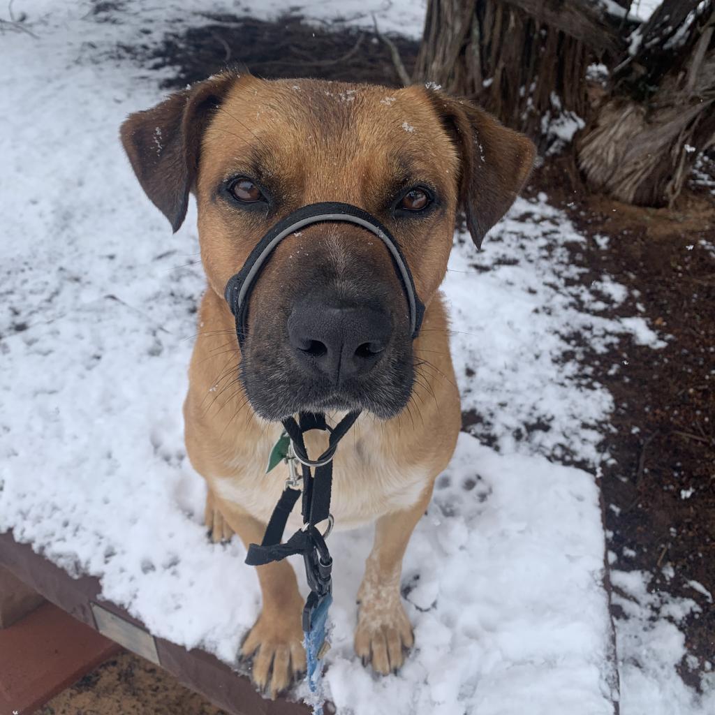 Freedom, an adoptable Labrador Retriever in Kanab, UT, 84741 | Photo Image 4