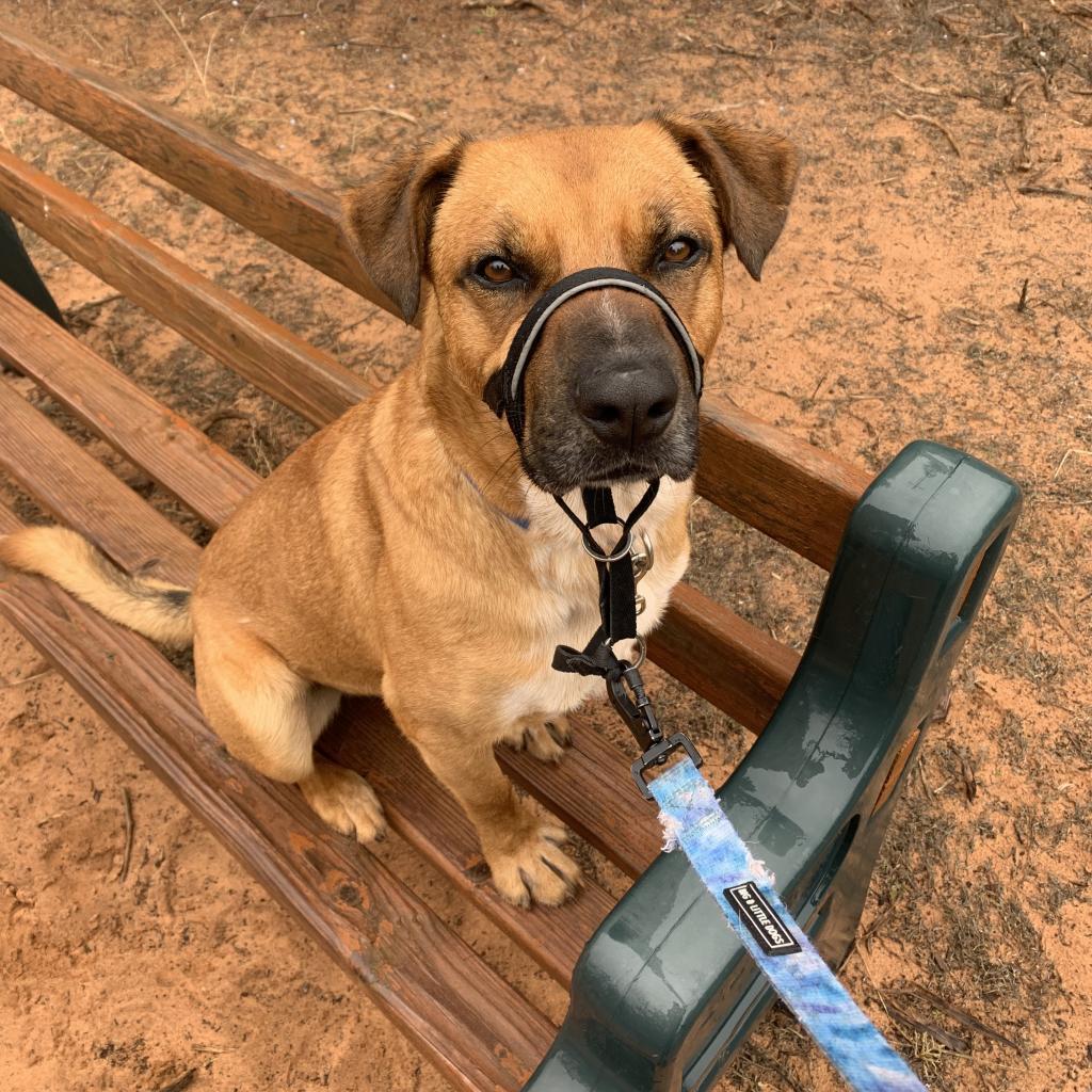 Freedom, an adoptable Labrador Retriever in Kanab, UT, 84741 | Photo Image 5