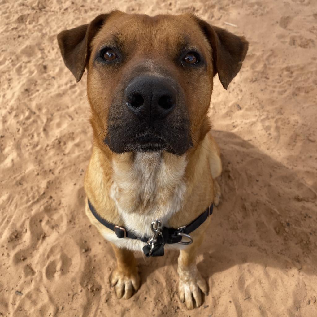 Freedom, an adoptable Labrador Retriever in Kanab, UT, 84741 | Photo Image 5