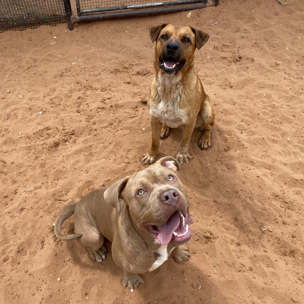 Freedom, an adoptable Labrador Retriever in Kanab, UT, 84741 | Photo Image 5