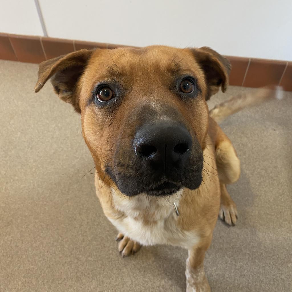 Freedom, an adoptable Labrador Retriever in Kanab, UT, 84741 | Photo Image 6