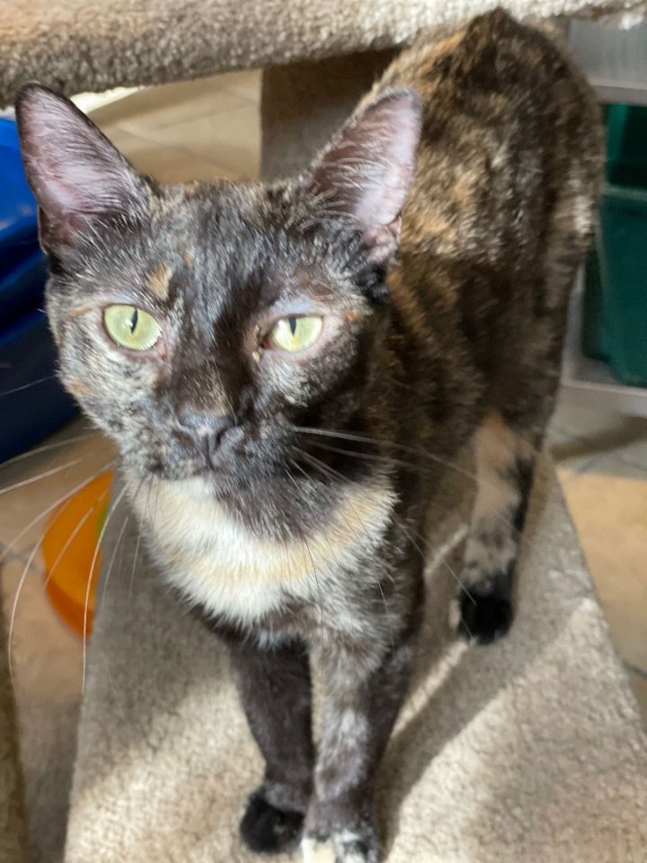 Mystique, an adoptable Tortoiseshell & Domestic Short Hair Mix in Lacon, IL_image-5