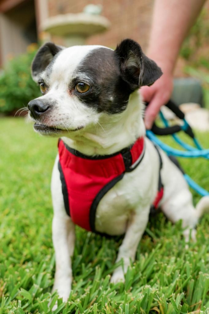 Rat terrier best sale boston mix