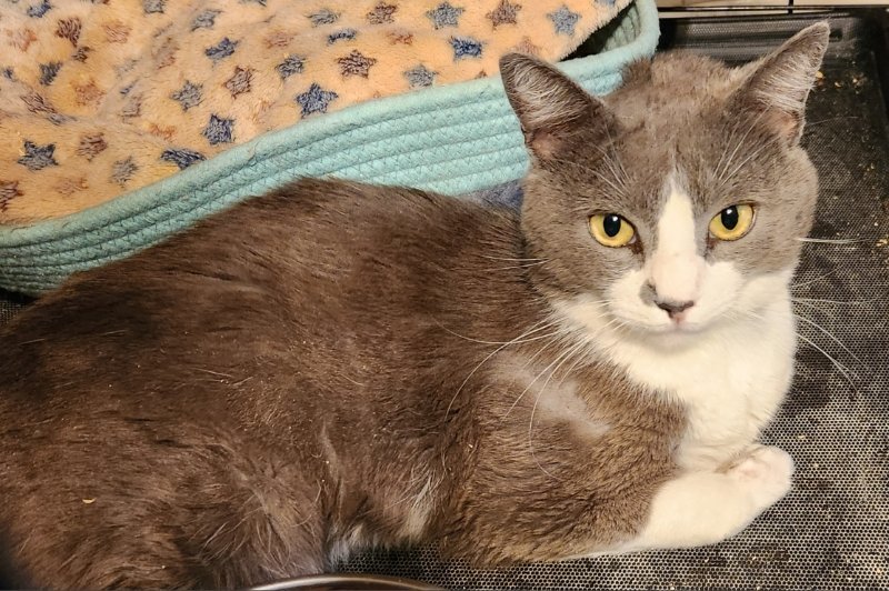 George, an adoptable Domestic Short Hair in Pineville, LA, 71361 | Photo Image 1