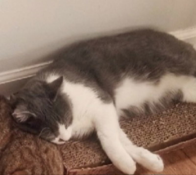 George, an adoptable Domestic Short Hair in Pineville, LA, 71361 | Photo Image 2