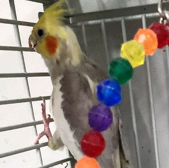 Pikachu cockatiel 2024