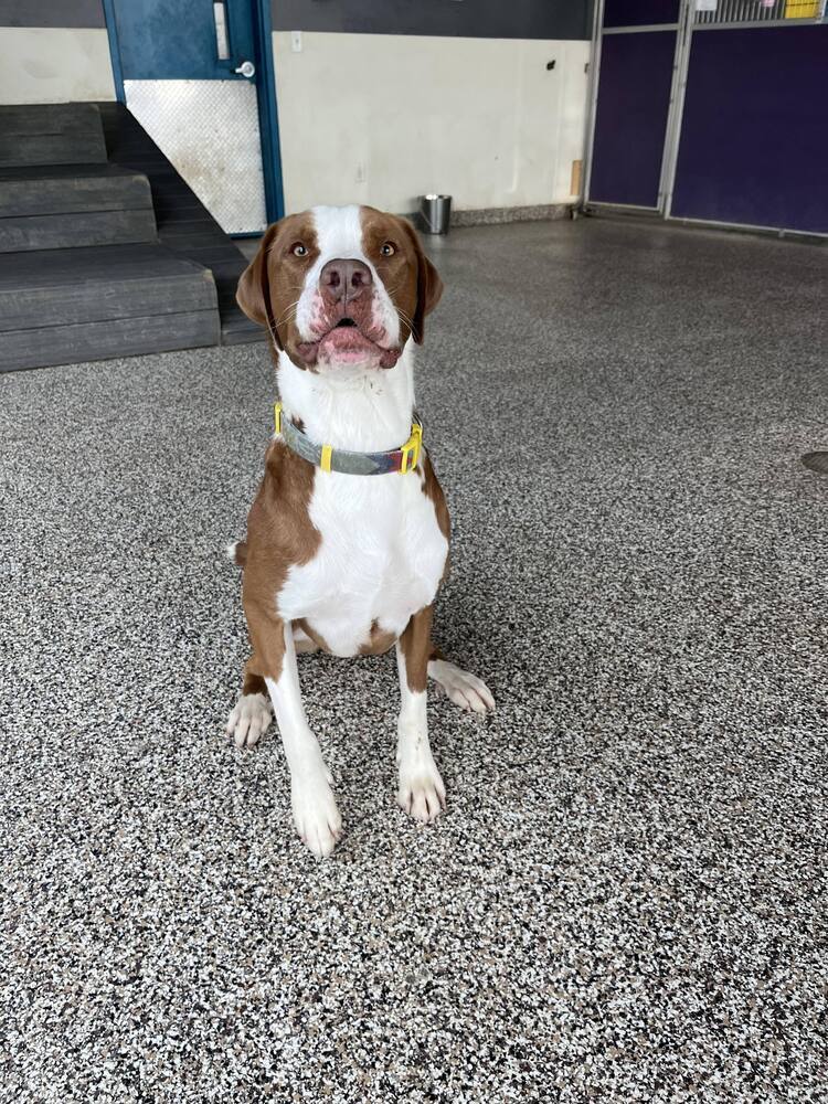 Bosley, an adoptable Mixed Breed in Lincoln, NE, 68502 | Photo Image 1