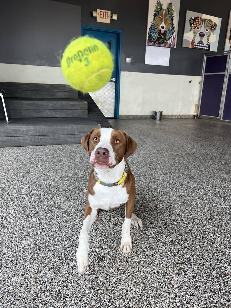 Bosley, an adoptable Mixed Breed in Lincoln, NE, 68502 | Photo Image 4