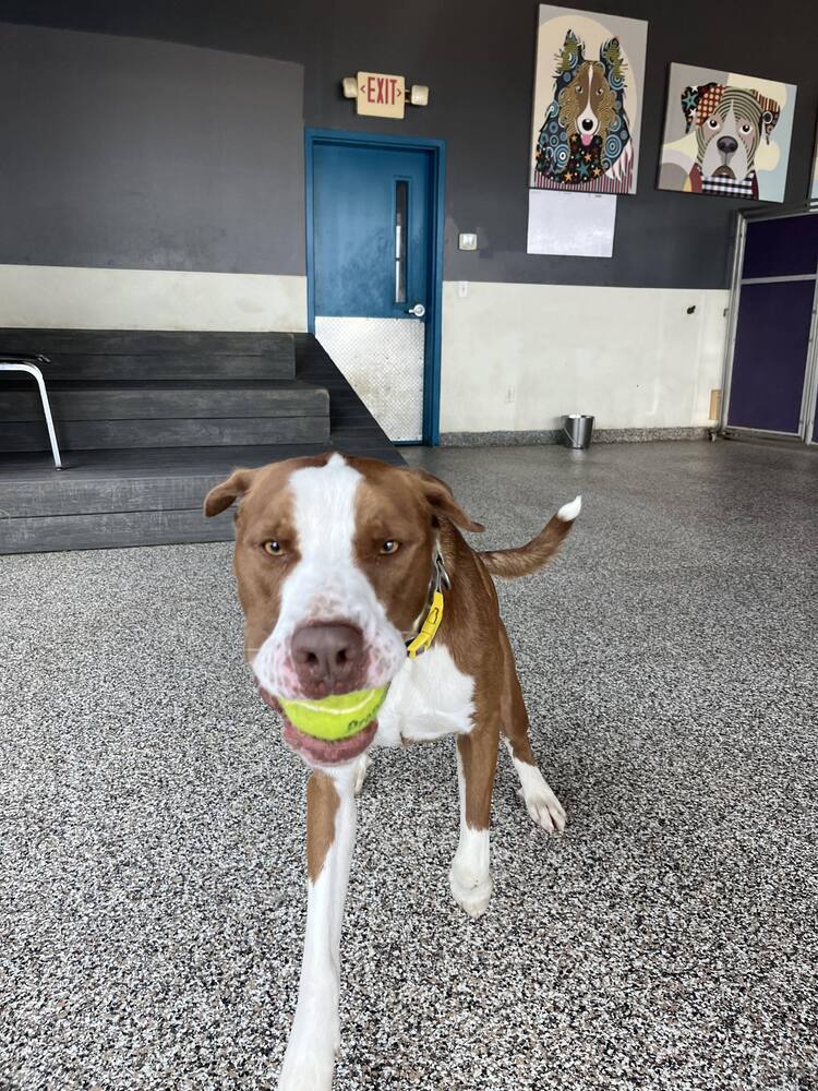 Bosley, an adoptable Mixed Breed in Lincoln, NE, 68502 | Photo Image 5