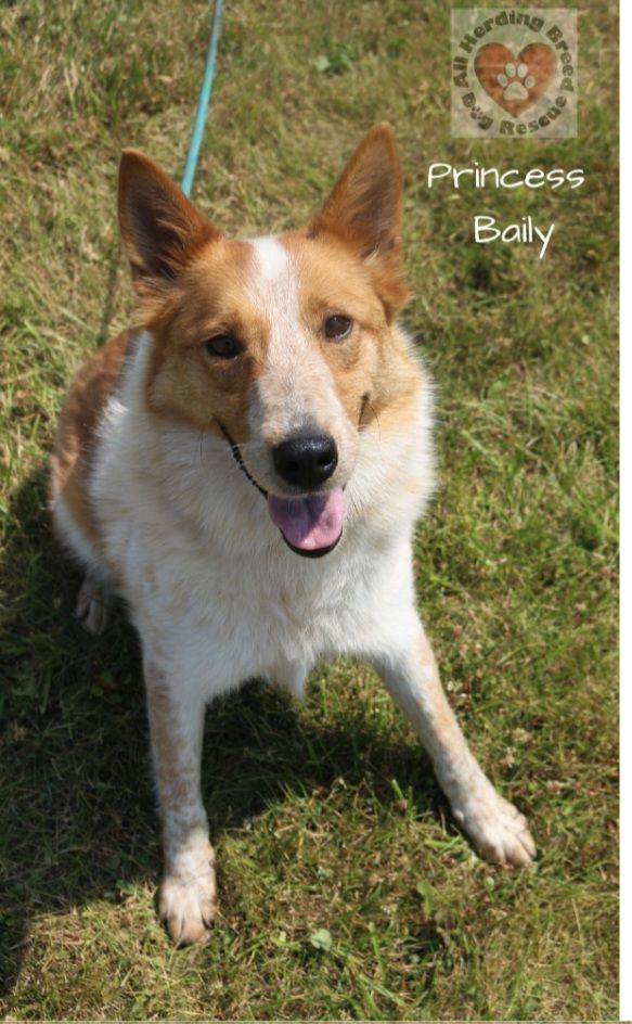 Princess Bailey, an adoptable Cattle Dog & Border Collie Mix in Joliet, IL_image-2