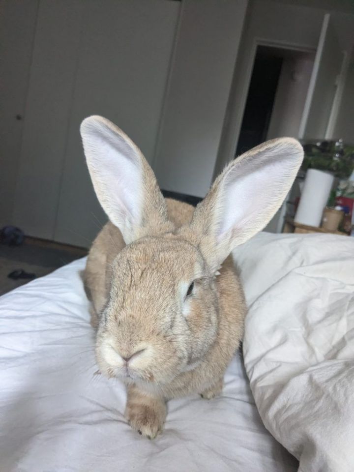 Arby (Vancouver), an adoptable New Zealand & Bunny Rabbit Mix in Vancouver, BC_image-3