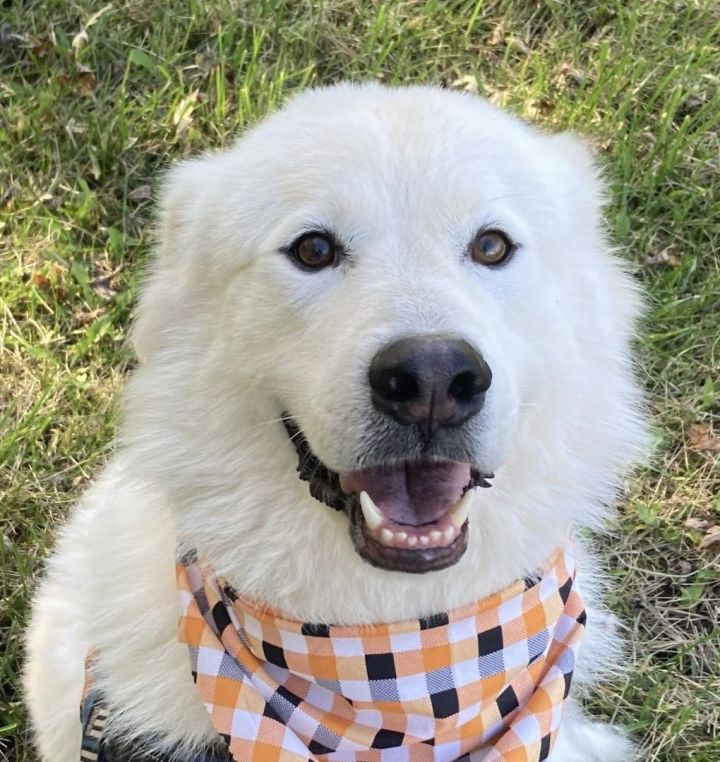 Wallie -  Sweet & Adorable- Needs Foster, an adoptable Great Pyrenees in Indianapolis, IN_image-1