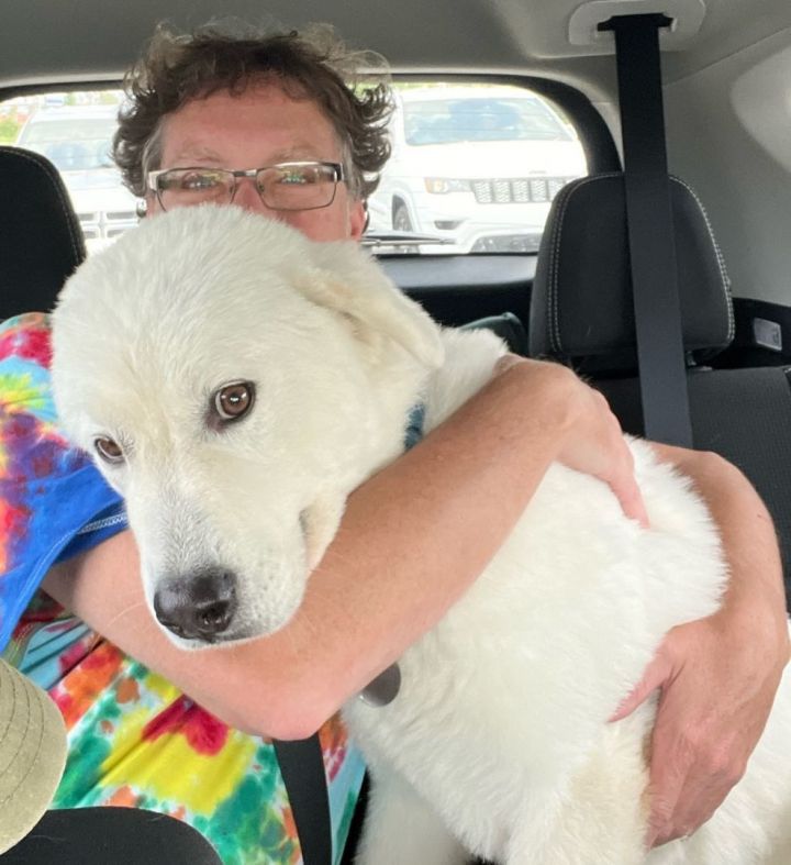 Wallie -  Sweet & Adorable- Needs Foster, an adoptable Great Pyrenees in Indianapolis, IN_image-5