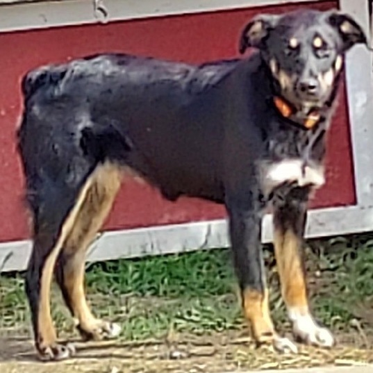 Tan best sale shepherd mix