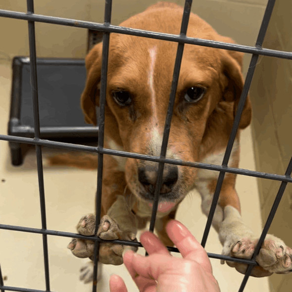 Willy, an adoptable Hound & Beagle Mix in Clarksville, VA_image-1