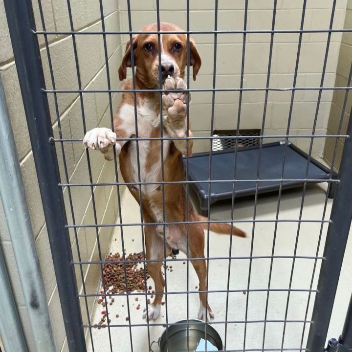 Willy, an adoptable Hound & Beagle Mix in Clarksville, VA_image-5