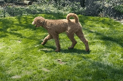 Gus, an adoptable Standard Poodle in Hornepayne, ON, P0M 1Z0 | Photo Image 1