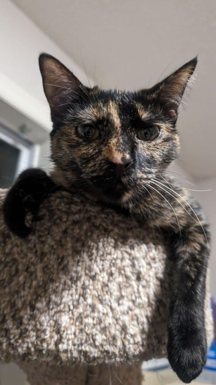 CHICKPEA, an adopted Tortoiseshell in Capshaw, AL_image-1
