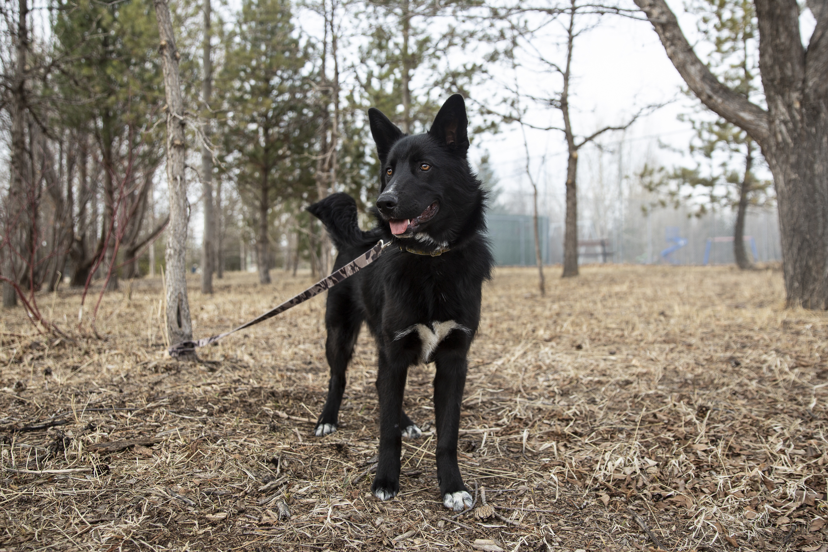 Solar, an adoptable Husky, Shepherd in Calgary, AB, T3E 7R3 | Photo Image 2