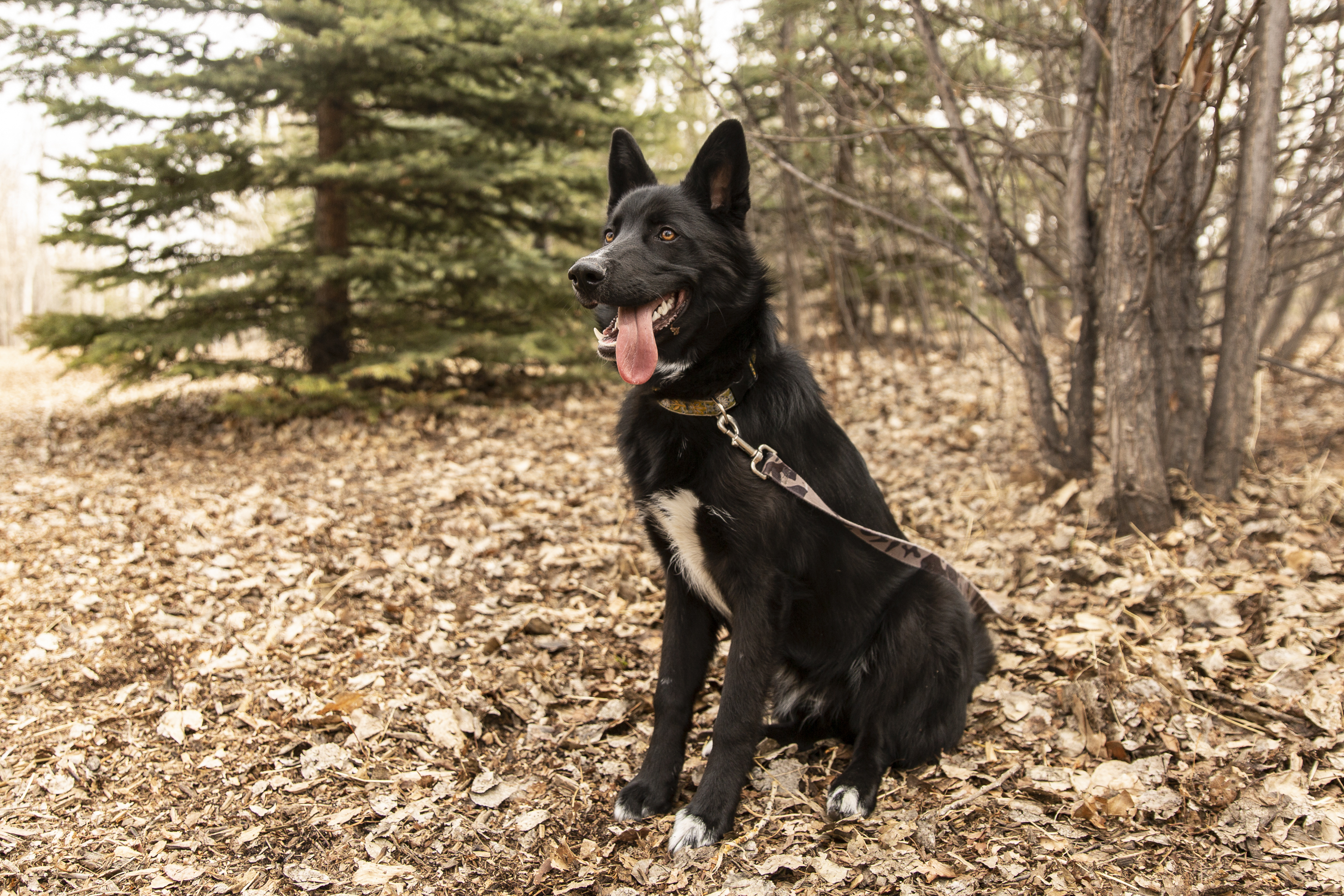 Solar, an adoptable Husky, Shepherd in Calgary, AB, T3E 7R3 | Photo Image 5