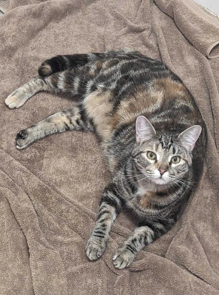 CAYENNE II, an adoptable Torbie in Capshaw, AL_image-1