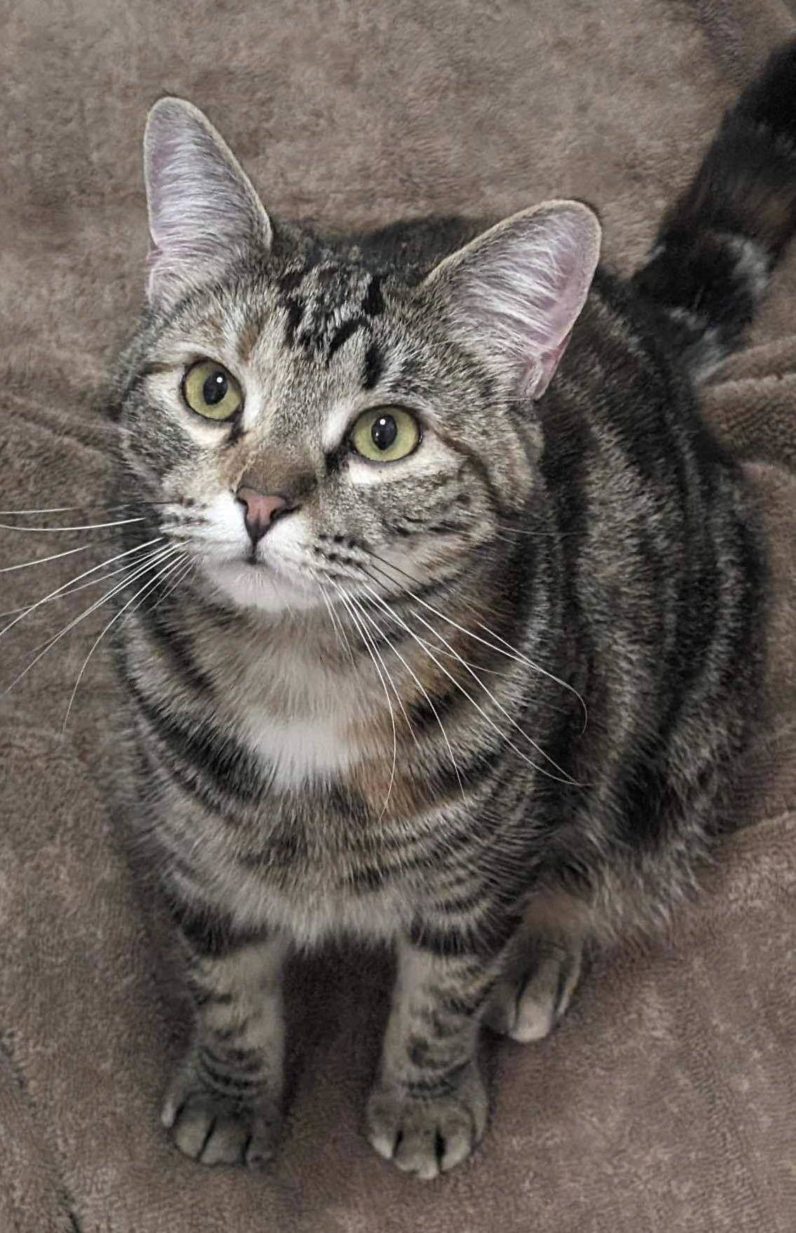 CAYENNE II, an adoptable Torbie in Capshaw, AL, 35742 | Photo Image 2