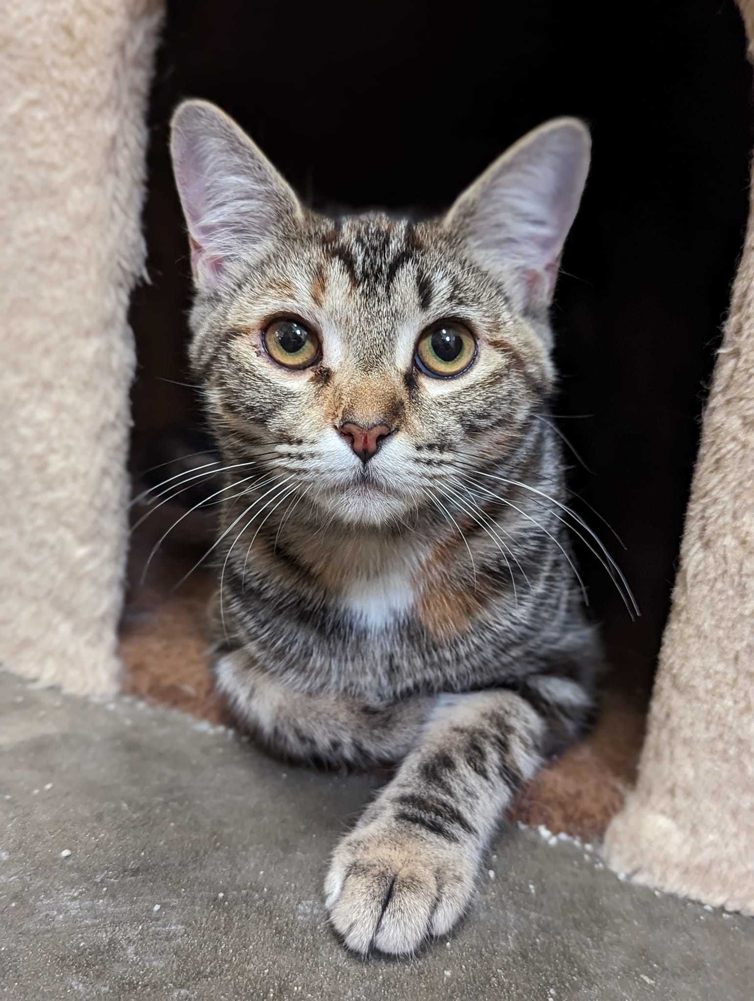 CAYENNE II, an adoptable Torbie in Capshaw, AL, 35742 | Photo Image 3