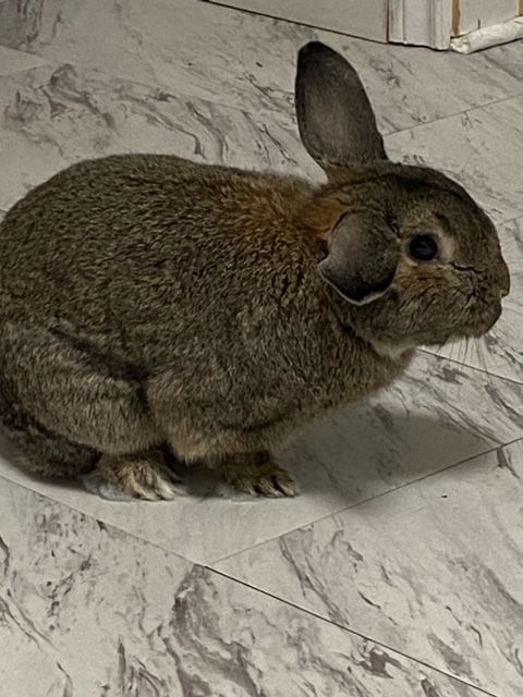 Leo, an adoptable Bunny Rabbit in Cambridge, ON_image-1