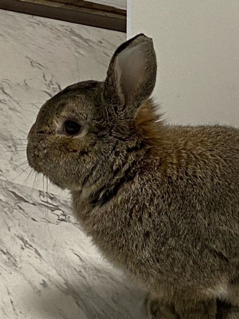Leo, an adoptable Bunny Rabbit in Cambridge, ON_image-3