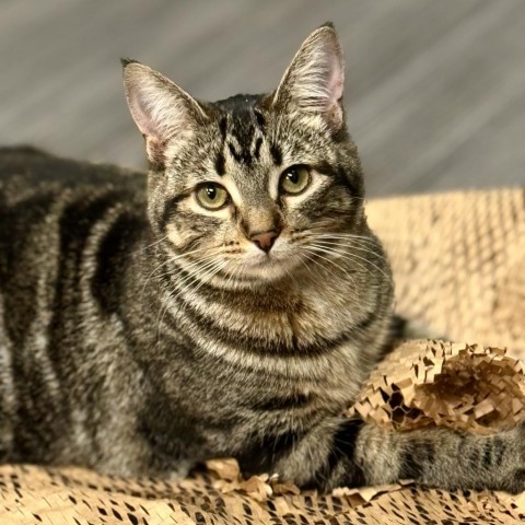 Tornado Trudy, an adoptable Domestic Short Hair in Redwood Valley, CA_image-1