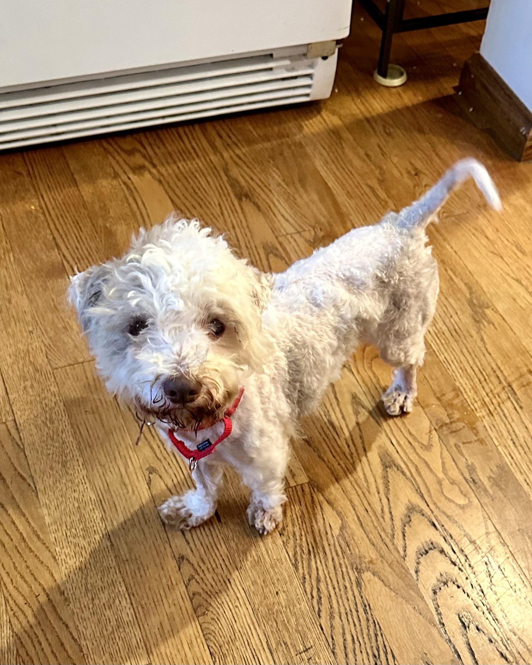 Dog for adoption - Petey Sweetie, a Miniature Poodle & Pumi Mix in ...