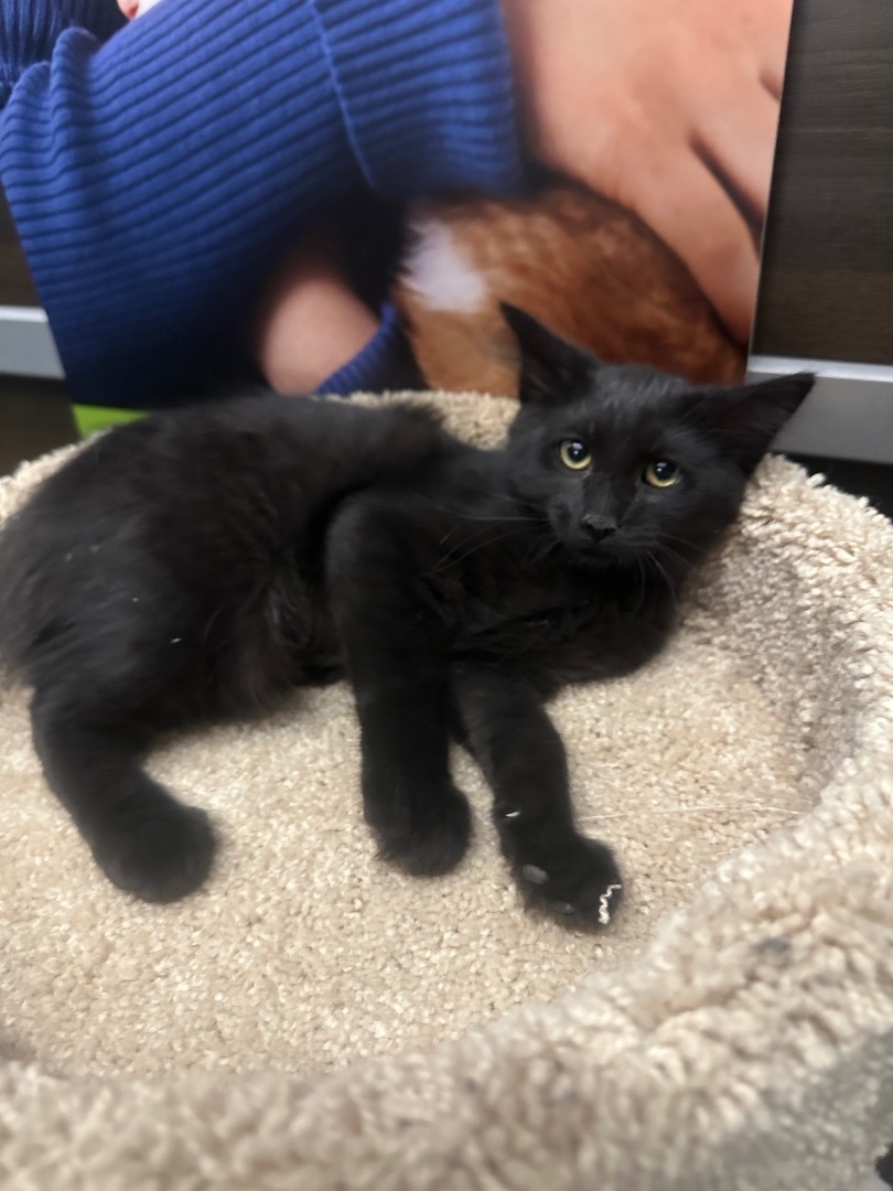 Cat for adoption - Francine, a Domestic Medium Hair in Sacramento, CA ...