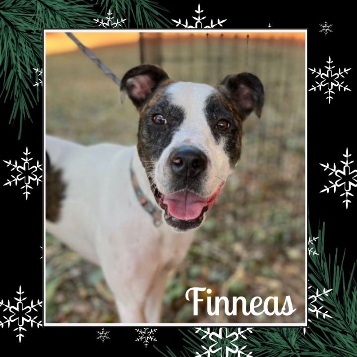 Finn, an adoptable Australian Cattle Dog / Blue Heeler & American Staffordshire Terrier Mix in Oklahoma City, OK_image-2