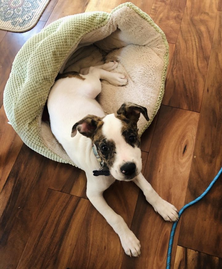 Finn, an adoptable Australian Cattle Dog / Blue Heeler & American Staffordshire Terrier Mix in Oklahoma City, OK_image-4