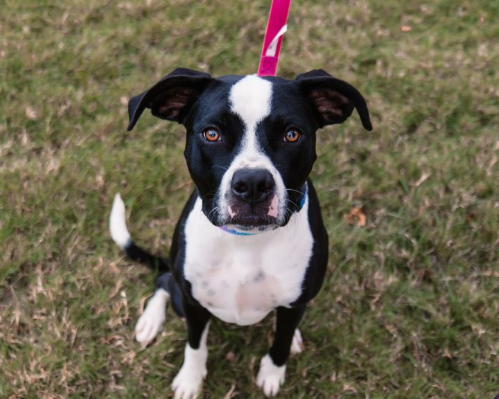 Marlie, an adoptable American Staffordshire Terrier Mix in Oklahoma City, OK_image-3