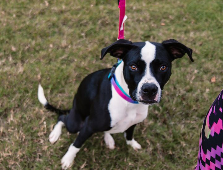 Marlie, an adoptable American Staffordshire Terrier Mix in Oklahoma City, OK_image-4