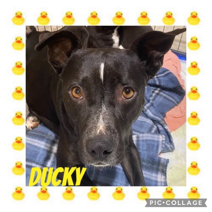 Ducky, an adoptable Pit Bull Terrier in Oklahoma City, OK_image-4