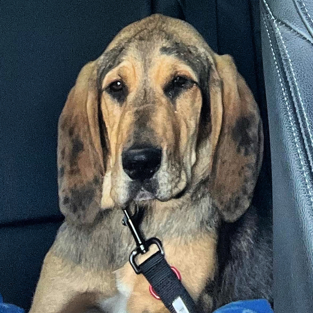 Maya, an adoptable Catahoula Leopard Dog, Coonhound in Oklahoma City, OK, 73132 | Photo Image 1